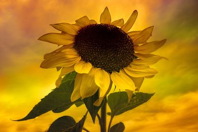 Close-up of sunflower blooming against sky
