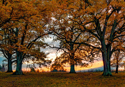 Trees on field during autumn