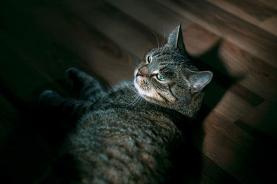 High angle view of cat resting