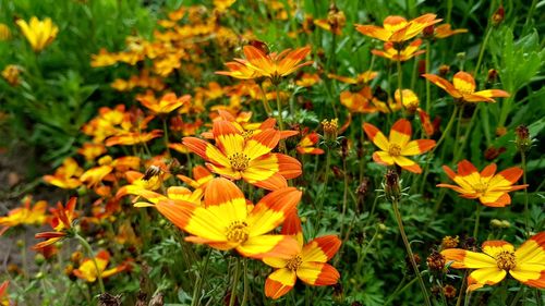 Close-up of yellow flowers blooming in field