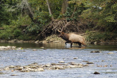 View of a duck in the lake