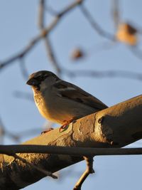 Close-up of bird perching on tree