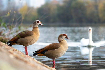 Seagulls perching on a lake