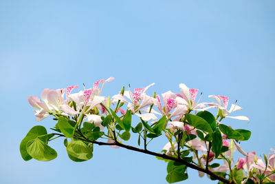 Low angle view of pink flowers against clear blue sky