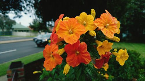 Close-up of yellow flowers