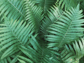 Full frame shot of palm tree leaves