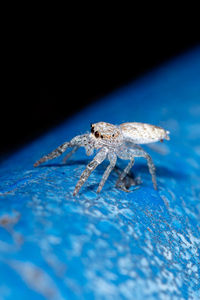 Close-up of spider on web against blue background