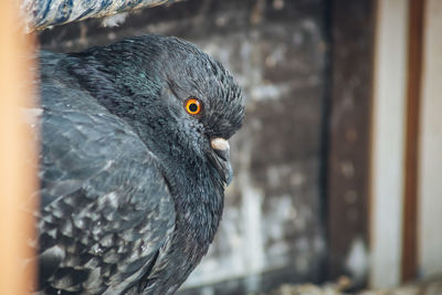 Close-up of a pigeon with orange eye
