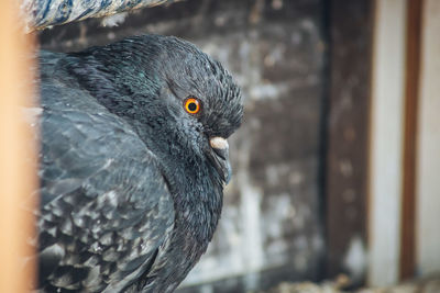 Close-up of a bird