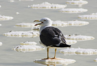 Close-up of seagull perching on shore