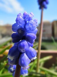 Close-up of purple flower blooming against blue sky