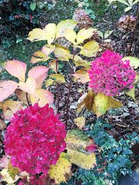 High angle view of flowers