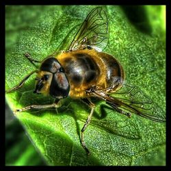 Close-up of insect on leaf