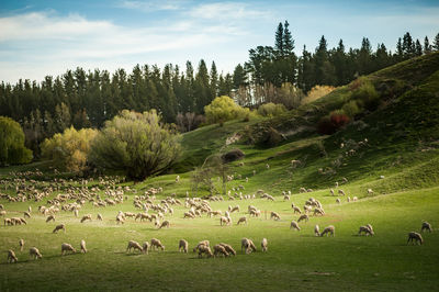 Flock of sheep grazing in a field