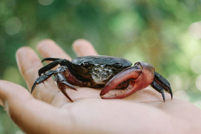 Close-up of hand holding leaf