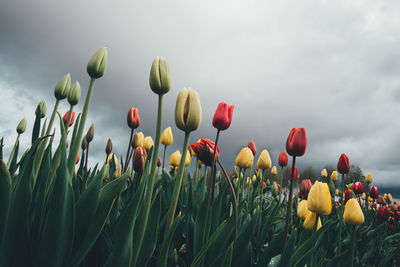 Low angle view of tulips growing against cloudy sky