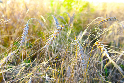 Wheat ears in the sunlight