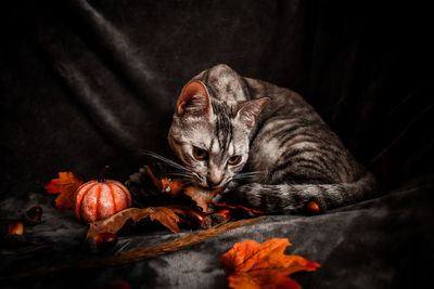 View of a cat on autumn leaves