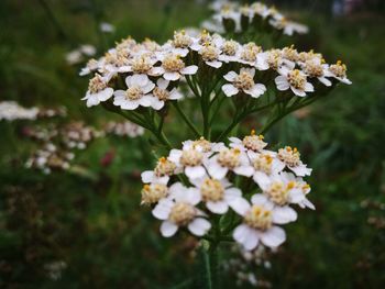 Close-up of white flowers blooming outdoors