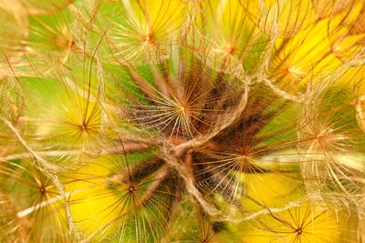 Close-up of dandelion on plant