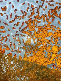 Full frame shot of autumn leaf