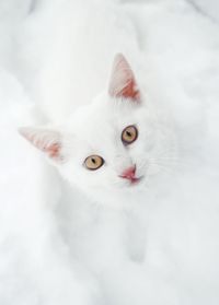 Close-up portrait of white cat