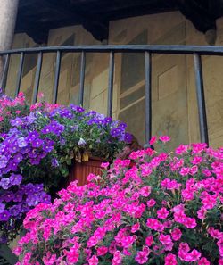 Pink flowers blooming in park