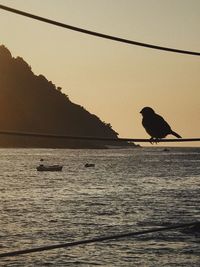 Silhouette bird perching on a sea