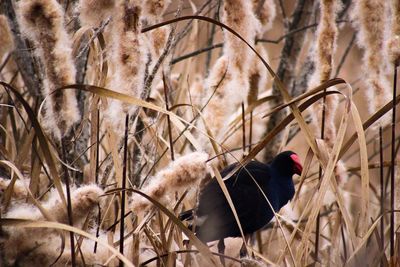 Close-up of bird perching on snow