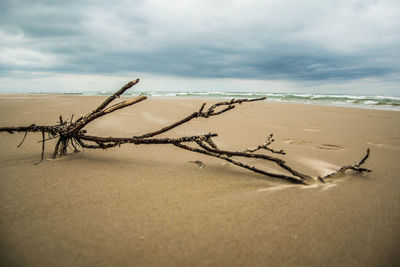Driftwood on beach against sky