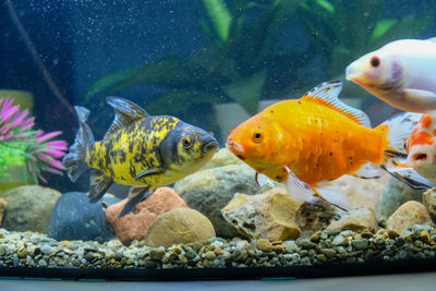 Colorful pond crucibles, aquarium swimming, fish love crucian carassius carassius in the pond