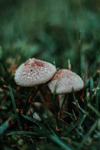 Close-up of mushroom growing on field