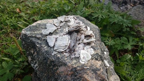 Close-up of lichen on tree trunk