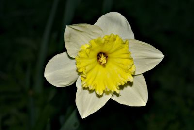Close-up of yellow flower blooming outdoors