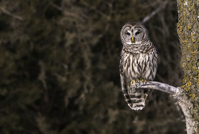 Portrait of owl perching on tree