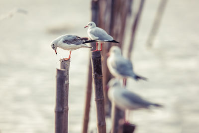 Close-up of bird perching on wooden post