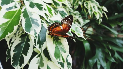 High angle view of butterfly on plant