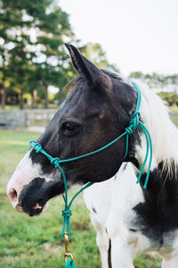 Close-up of horse on field