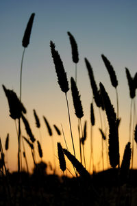 Plants growing on field at sunset