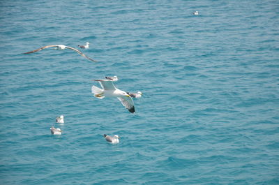 High angle view of seagulls flying over sea