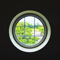 Trees seen through window