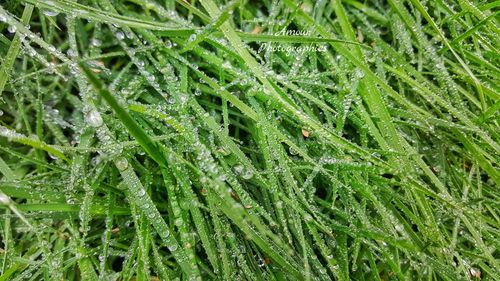 Full frame shot of green leaves on field