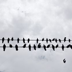 Low angle view of birds perching on power line