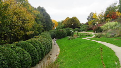 Panoramic view of trees on field against sky