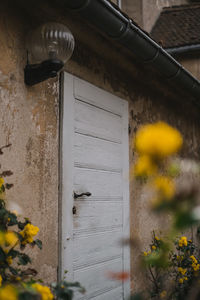 Close-up of yellow flowering plants on wooden door