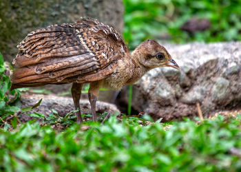 Close-up of bird