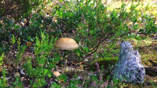 Mushrooms growing in forest