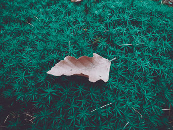 High angle view of dry leaves on field