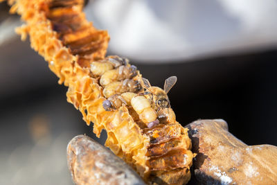 Close-up of bee on honeycomb