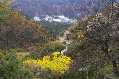 Scenic view of forest